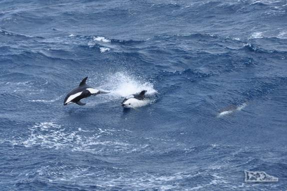 Três lindos golfinhos da espécie Dusky acompanham o SEa Spirit em alto mar, entre Falkland e Geórgia do Sul